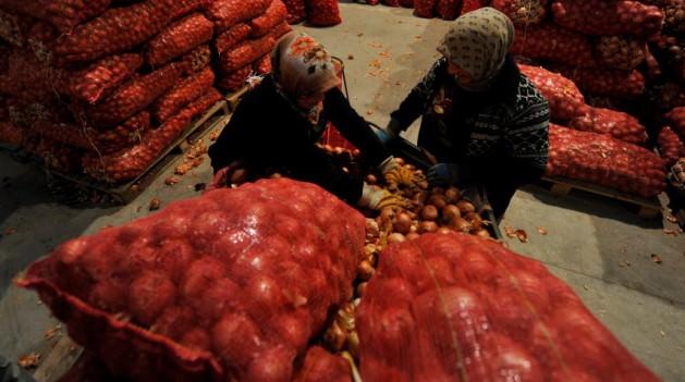 Merkez Nil&uuml;fer il&ccedil;esinin G&ouml;r&uuml;kle mevkisinde 108 bin 670 metrekare a&ccedil;ık, 41 bin 610 metrekare kapalı alana sahip, 132 iş yeri ile 34 b&uuml;fe ve lokantanın bulunduğu hale, Bursa'ya yakın il ve il&ccedil;elerden getirilen patates ve soğan gibi &uuml;r&uuml;nler, 20 dolayındaki kadın iş&ccedil;i tarafından karşılanıyor.