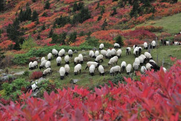 Sonbaharın gelişiyle Karadeniz ormanları renk c&uuml;mb&uuml;ş&uuml;ne b&uuml;r&uuml;nd&uuml;