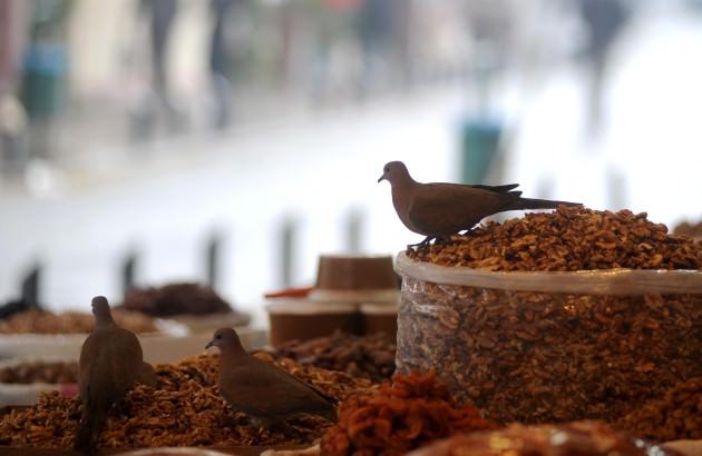 Gaziantep'te kuruyemişçilerin tezghlarında karınlarını doyuran kumrular görenleri şaşırtıyor. Kumruların bu ziyafetine arada serçeler de katılıyor.