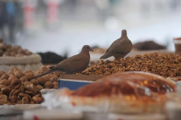 Gaziantep'te kuruyemişçilerin tezghlarında karınlarını doyuran kumrular görenleri şaşırtıyor. Kumruların bu ziyafetine arada serçeler de katılıyor.