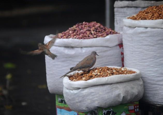 Gaziantep'te kuruyemişçilerin tezghlarında karınlarını doyuran kumrular görenleri şaşırtıyor. Kumruların bu ziyafetine arada serçeler de katılıyor.