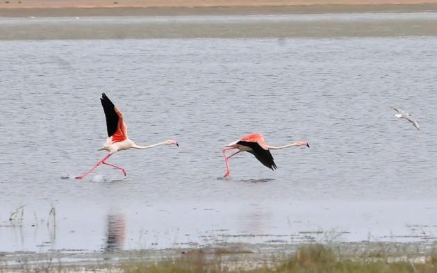 Yaban kazları, &ouml;rdek, angut, karabatak, dikkuyruk gibi kuşların barınma yeri olan D&uuml;den G&ouml;l&uuml;'nde, flamingo kolonilerinin de gelmesiyle b&uuml;y&uuml;k canlılık yaşanıyor