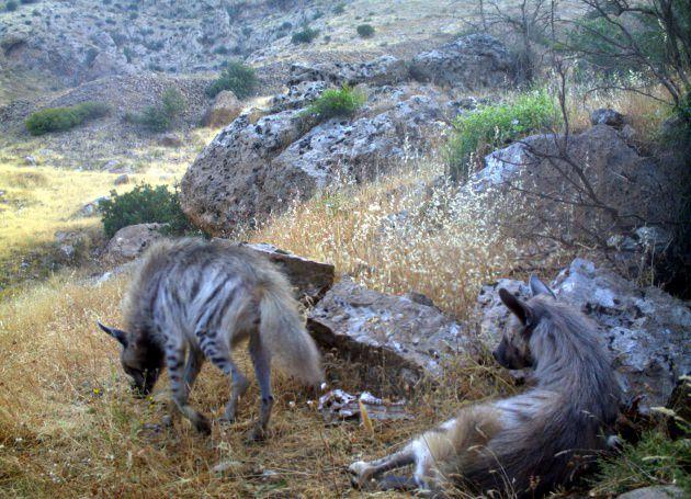 <p>Diyarbakır’da bir leoparın öldürülmesinin ardından, Şırnak’ta nesli tükenme tehlikesi altında olan çizgili sırtlanlar fotoğraflandı.</p>