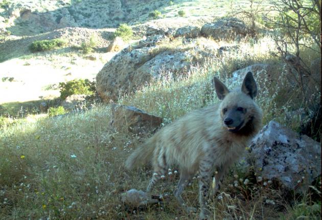 <p>60 foto kapan bulunduğunu ifade eden Deligöz, “Gönül arzu eder ki bu foto kapanla parsları da Anadolu leoparını da görüntüleyebilelim. Buralarda leoparın da olduğunu biliyoruz" dedi.</p>