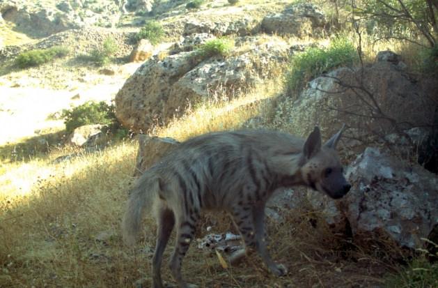 <p>Sırtlanın Şırnak’ta görüntülendiğini belirten Deligöz, "Bu çizgili sırtlanlarımız Adıyaman'dan başlayıp Şırnak'a kadar devam eden Güneydoğu Anadolu Bölgesi'nde yer almaktadır” diye konuştu.</p>