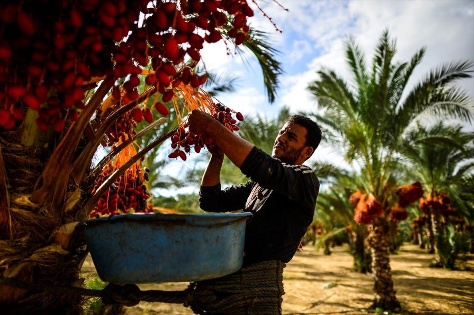 <p>Gazze Şeridi'nin Deir el-Balah kentinde yaşayan Filistinli çiftçiler, hurma hasadına başladı. </p>

<p> </p>

