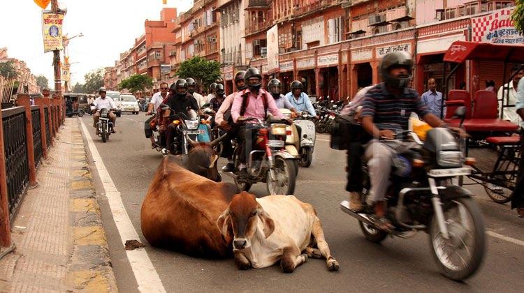 <p>İneğin keyfi yerinde!</p>
