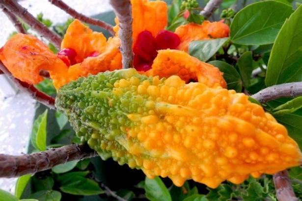 <p>Hamken yeşil, olgunlaştığında sarı ile turuncu arası bir renge sahip olan ve görüntüsüyle dikkat çeken meyve, halk arasında acayip elma olarak da biliniyor. İçinde ise tıpkı nar gibi kırmızı ve çok taneli küçük meyveler bulunuyor. </p>
