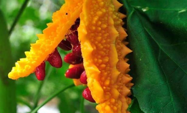 <p><strong>Araştırmalar konuşuyor: Kudret narının kanser ve tümöre etkisi</strong></p>

<p>Colorado Üniversitesi Kanser Merkezi'nin yaptığı deneye göre de kanserli hücreler kudret narı ile karşılaştıklarında belirli bir süre sonunda ya sayıları ya da çeşitlilikleri oldukça azalıyor. Bu da kudret narının kansere karşı oldukça etkili olduğunu bir kez daha ortaya koyuyor.</p>
