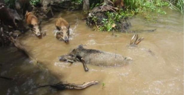 <p>Bu hareket aç domuzlardan birinin sonu oldu.</p>
