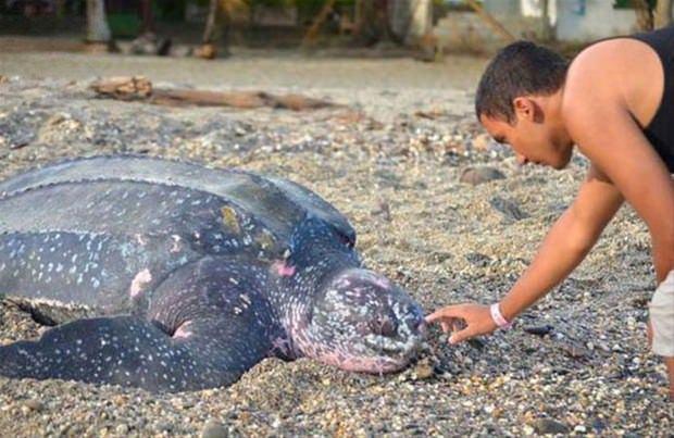 <p>Deri sırtlı Leatherback Kaplumbağası 2 metreye ulaşabilen boyu ve 600 kilograma varabilen ağırlığıyla, yaşayan en büyük deniz kaplumbağası olaraz kabul ediliyor.</p>

<p> </p>
