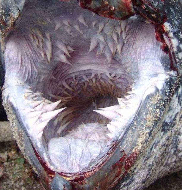 <p>Dev kaplumbağa onlarca sivri keskin dişlere sahip.</p>

<p> </p>
