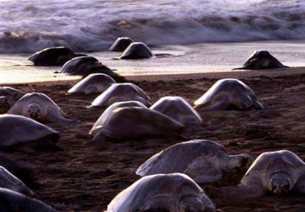 <p>Deniz kaplumbağalarının en küçük türü olan nesli tükenme tehdidi altındaki Olive Ridley deniz kaplumbağaları, Kosta Rika'da plajlara yumurtalarını bırakıp, denize geri dönüyor.</p>

<p> </p>
