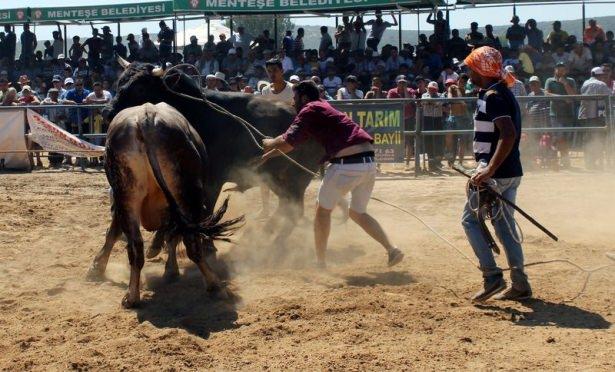 <p> Deste, ayak, küçük orta, büyük orta, başaltı ve baş kategorilerinde yaklaşık 40 derece sıcaklıkta mücadelede boğa güreşlerini 5 bin kişinin üzerinde seyirci izledi.</p>