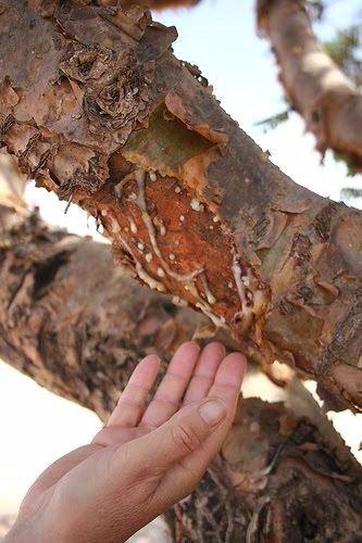 <p><strong>Akgünlük sakızı</strong> : Afrika ve Hindistanda yetişen bir ağaçtır. Ağaç kabukları çizilerek sütü alınır. Kuruyunca günlük sakızı elde edilir. </p>
