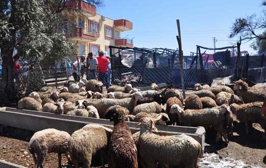 <p><strong>ELEKTRİK TRAFOSUNDA BAŞLADI</strong></p>
<p>Manavgat Kaymakamı Nazmi Günlü, yangının sıcak hava nedeniyle elektrik trafosundan başladığını ve kısa sürede yayıldığını belirterek, "Ot yangını şeklinde başlayan yangın maalesef bir vatandaşımıza ait ağıla büyük zarar verdi.</p>