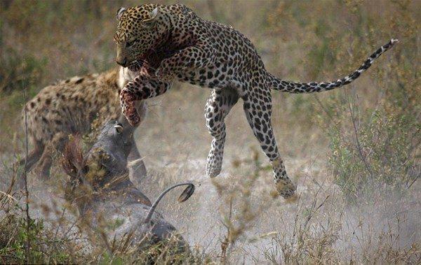 <p>Leopar avınından olmanın yanında canını da zor kurtardı..</p>

<p> </p>
