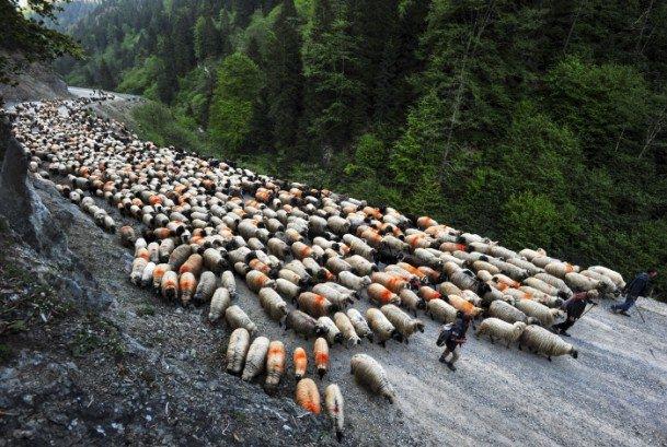 <p>Anadolu Ajansı Gözüyle 2014: Doğu Karadeniz'de hayvancılıkla uğraşanlar, hava şartlarına bağlı olarak ekim, kasım aylarına kadar konaklayacakları yaylalara göç ediyor. Küçük ve büyükbaş hayvanlarla çoğunlukla yaya yapılan çileli yayla göçü, günlerce sürebiliyor. Besiciler, 40-50 kilometreyi bulan yayla yolunda zaman zaman hayvanlarıyla uygun yerlerde konaklıyor, bir süre dinlendikten sonra tekrar yola devam ediyor. 11.5.2014 (Fazıl SARAÇ - Anadolu Ajansı)</p>