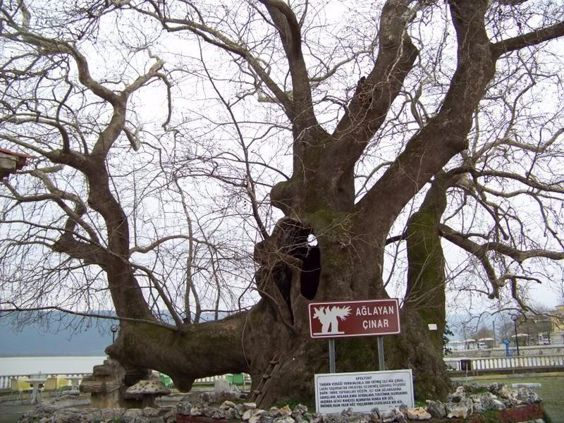 <p>741 yaşındaki ağlayan Çınar.. Çınara bu isim gövdesinde bu mevsimde akmaya başlayan özsuyu yüzünden verilmiş.</p>

<p> </p>
