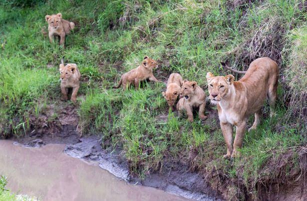 <p>Anne aslan, 4 yavrusuna yavruya Kenya'da Masai Mara düzlüklerinde yaban dünyasında hayatta kalmayı öğretmek için tüm beceri ve sabrını kullanıyor.</p>

<p> </p>
