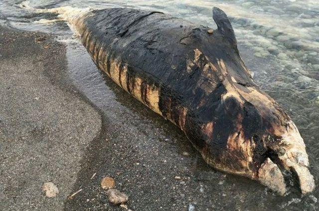 <p>Antalya'nın Gazipaşa İlçesi Yakacık sahiline vuran dev balinayı gören vatandaşlar durumu Antalya Büyükşehir Belediyesi'ne bildirdi.</p>

<p> </p>
