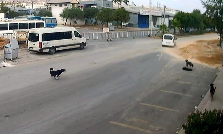 <p>G&uuml;venlik kamerasına saniye saniye yansıyan insanlık dışı olayın ardından s&uuml;r&uuml;c&uuml; ka&ccedil;arken, diğer k&ouml;peklerin &ouml;len k&ouml;peğin başında toplanması dikkati &ccedil;ekti.</p>

<p>&nbsp;</p>
