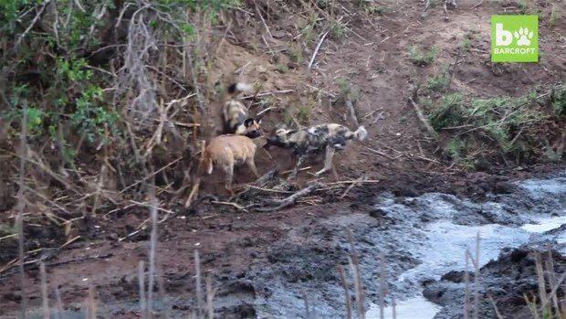 <p>Bir grup vahşi köpek tarafından yakalanan antilop, çaresizce kurtulmayı bekledi.</p>

<ul>
</ul>
