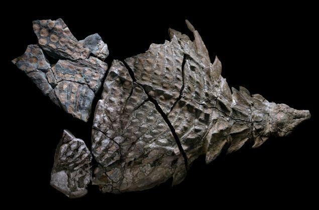 <p>Kimse bu kadar iyi durumda bir nodosaur fosiliyle karşılaşacaklarını sanmıyordu.</p>
<p> </p>