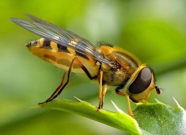 <p>Kur'&acirc;n-ı Ker&icirc;m'de bir s&ucirc;re (Nahl S&ucirc;resi), adını bal fabrikası olan arıdan almıştır. Peygamber Efendimiz'in (sallallahu aleyhi ve sellem) m&uuml;barek beyanlarında balla al&acirc;kalı bazı uygulamalardan bahsedilmektedir.</p>