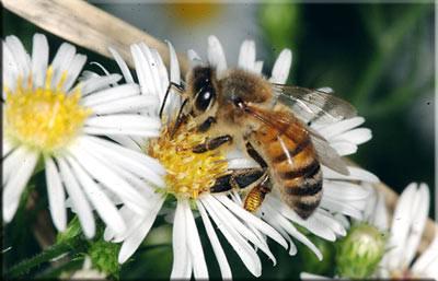 Araştırmalara göre bir koloninin 1 kilo bal üretmesi ve yaşamını sürdürebilmesi için 8 kilo bal tüketmesi gerekmektedir. Bunu yapabilmesi için kat ettiği yol yaklaşık olarak 6 kez dünya çevresinin dönülmesine eşittir.