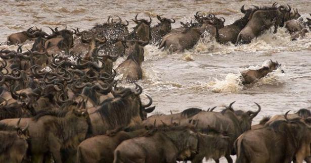 <p>Binlerce Öküz Başlı Güney Afrika Antilopu Masai Mara Güvenli Yaşam Alanı’ndaki kabarmış nehri aşmaya çalışıyorlar.</p>

<p> </p>
