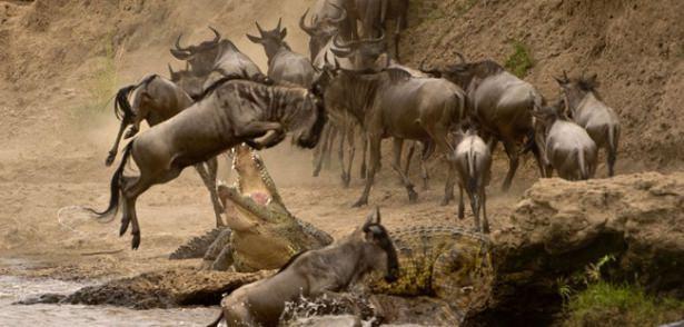 <p>20 yıldır Afrika'da doğa fotoğrafçılığı yapan Eli Weiss, bir antilopun yaklaşık 500 kilogram ağırlığında timsahın dev çenesinden nasıl kurtulduğunu görüntüledi. Antilop, havada yaptığı anlık refleks ile timsahtan kurtulmayı başardı.</p>

<p> </p>
