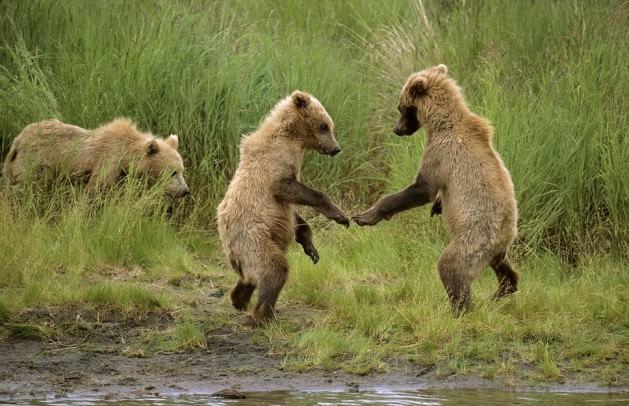 Alaska'da çekilen bu fotoğraf iki yavru ayı arasında yapılan bir boks maçını andırsada aslında küçük ayılar sadece şakalaşıyorlar. İlk bakışta 'Osmanlı Tokadı'nı akıllara getiren bu kareler görenleri gülümseten cinsten.