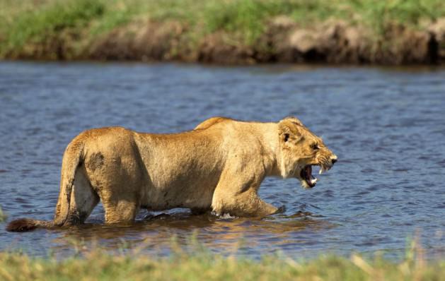 Bu müthiş kareler Botswana'da  Belçikalı vahşi yaşam fotoğrafçısı Pia Dierickx  tarafından çekildi. Fotoğrafçı olayın bir anda gerçekleştiğini ve aslanın hızıyla timsahı yakaladığını ifade ediyor.