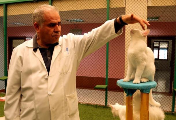 <p>Cana yakınlığı, beyaz, ipeksi kürkü, aslan yürüyüşü, uzun ve kabarık kuyruğu, farklı renkteki gözleri ve suya olan düşkünlüğü ile dünya üzerinde melezleşmeyen canlıların başında gelen Van Kedisi'nin neslini korumak amacıyla, 1990'lı yıllarda Yüzüncü Yıl Üniversitesi bünyesinde Van Kedisi Araştırma ve Uygulama Merkezi kuruldu.</p>
