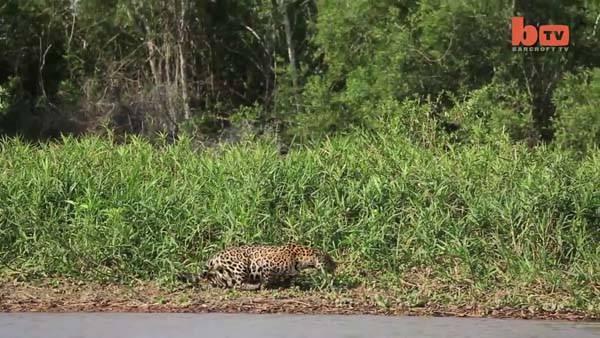 <p><strong>Jaguarın inanılmaz avı</strong></p>

<p>Güney Amerika'da bir jaguar suya atlayarak dev timsahı avladı.</p>
