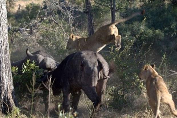 <p>Güney Afrika'daki Londolozi Game Reserve vahşi bir mücadeleye sahne oldu.</p>
