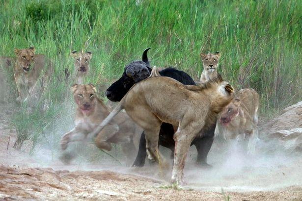 <p><strong>Bu defa kim kazandı?</strong></p>
<p>Aslan sürüsü bir bir bufaloyu kendine av olarak seçiyor. Ama işler hiç de aslanın planladığı gibi gitmiyor.</p>