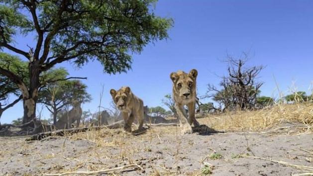 <p>Afrika'da Aslanları fotoğraflamak isteyen fotoğrafçı Cris McLennan çok ilginç bir yönteme başvuruyor</p>
