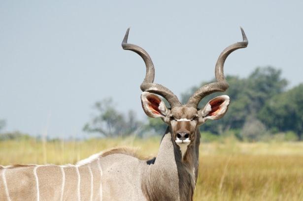 <p>KUDU ?<br />
<br />
Boynuzlugiller familyasından Doğu ve Güney Afrika'ya özgü büyük bir antilop türü</p>
