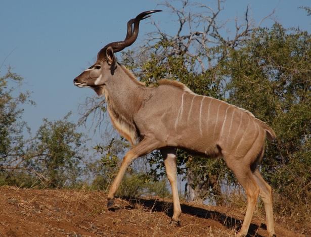 <p>Büyük kudu, boynuzlugiller familyasından Doğu ve Güney Afrika'ya özgü büyük bir antilop türü</p>
