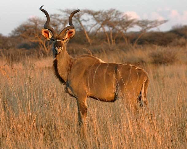 <p>Doğu ve Güney Afrika'ya özgü büyük bir antilop türü olan kudu..</p>
