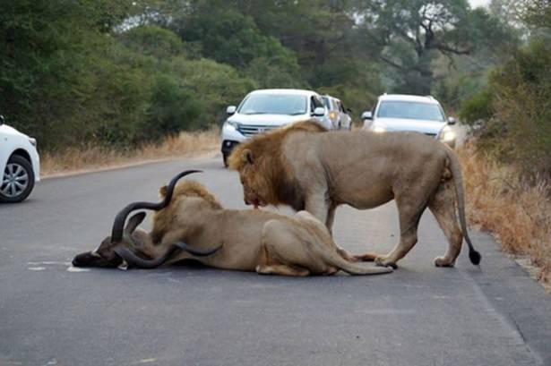 <p>Güney Afrika’da bulunan Kruger Ulusal Parkı’nda iki aslan araçların arasında bir kuduyu parçalayarak yedi.</p>
