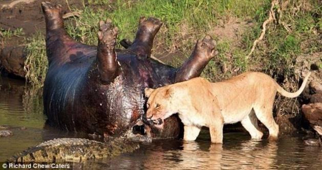 <p>Bir gün önce ölen su aygırını görüp saldırıya geçen timsah ve aslan aç karınlarını doyurmak için inanılmaz bir kavgaya tutuşuyor...</p>
<p> </p>