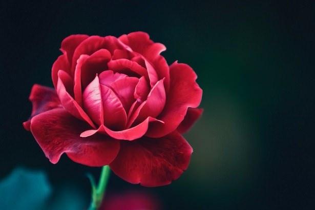 <p>Abdest aldıktan sonra Kâbe’ye yönelerek 3 yudum su içerdi.</p>
<p> </p>