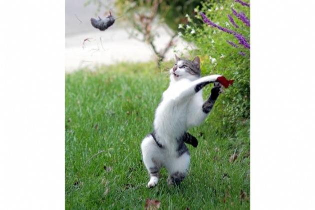 <p><strong>Av ve avcı karşı karşıya</strong></p>

<p>Bahçede kedisini ararken fareyle olan dostluğunu gören sahibi şaşkınlıkla bu anı fotoğrafladı.</p>

