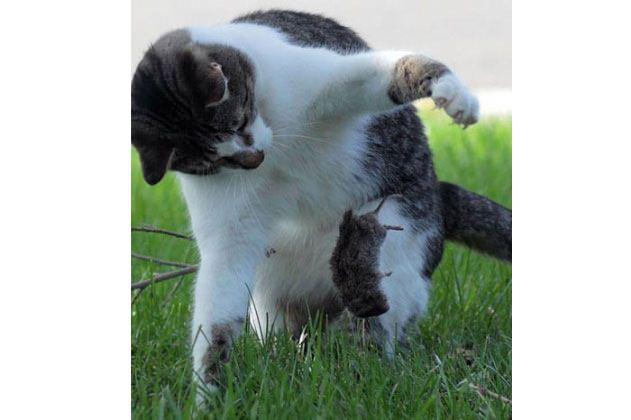 <p>Bir kedinin yakaladığı fareyi havada çevirerek yemeği haline getirişi objektiflere yansıdı.</p>

<p> </p>
