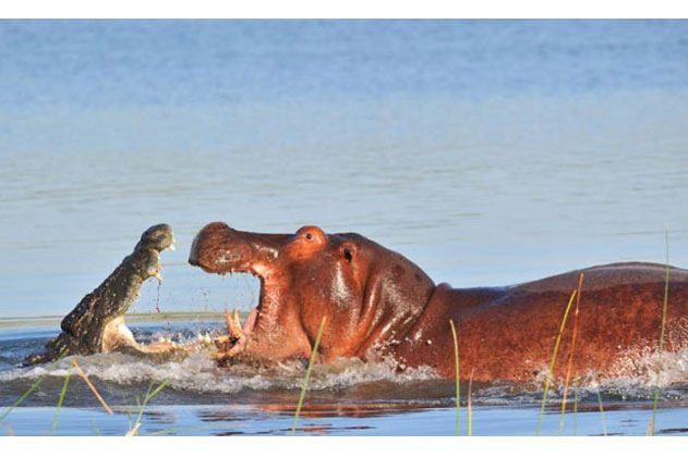 <p>Aynı nehirde birbirlerine saldırmadan yaşayabilen timsahlar ve su aygırlarının çok nadir de olsa kavga ettikleri görüntülenmiştir.</p>

<p> </p>
