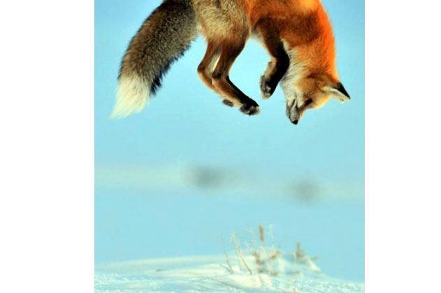 <p>Yellowstone Ulusal Parkı'nda bir tilki karın altında bulunan fareyi avlamak için akılalmaz bir kurnazlık yapıyor. Tilki karın altında bulunan farenin sesini takip ediyor ve sıçrayıp karın altına dalıyor. Ve ortaya böyle bir an çıkıyor.</p>
<p> </p>