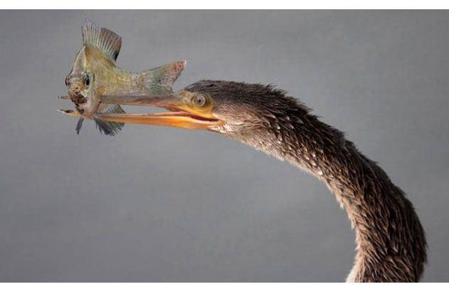 <p>Anhinga(yılan boyunlu kuş)bataklıkta yakaladğı balığı zıpkınlayarak avlıyor.</p>
<p> </p>